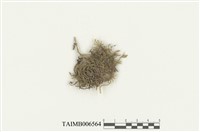 藏品(菲律賓粗枝苔)的圖片